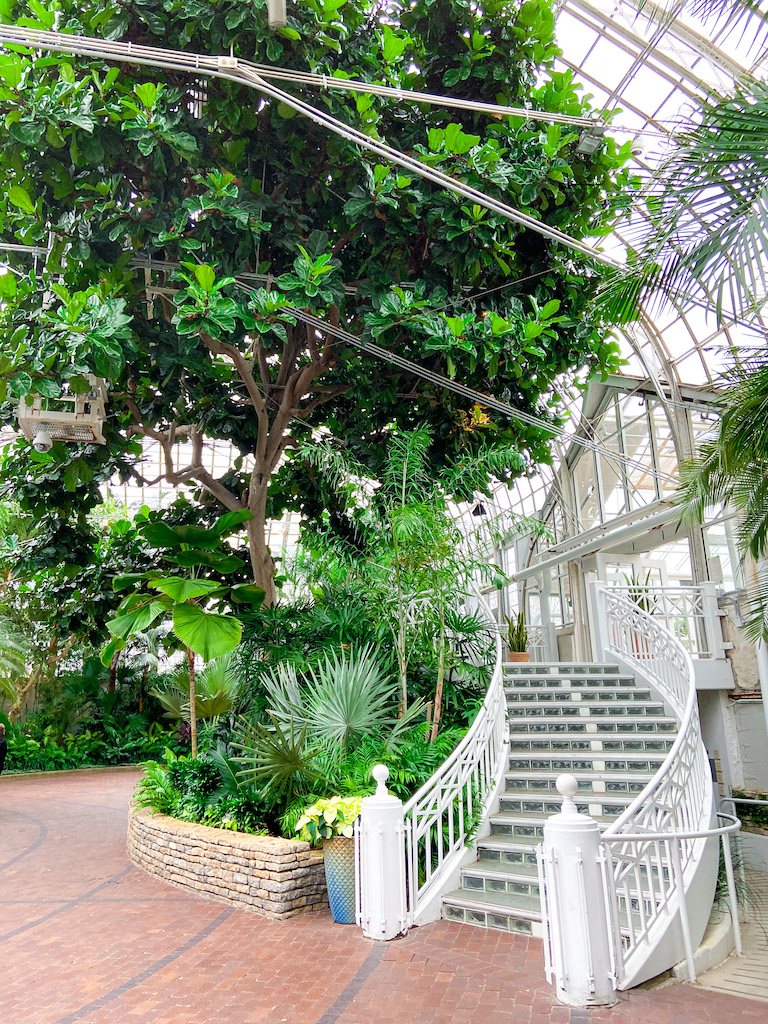 The highlight of Franklin Park Conservatory's Palm House is the massive fiddle leaf fig, over 125 years old.