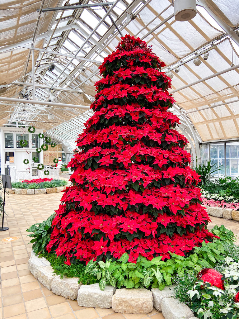 The famous Poinsettia tree