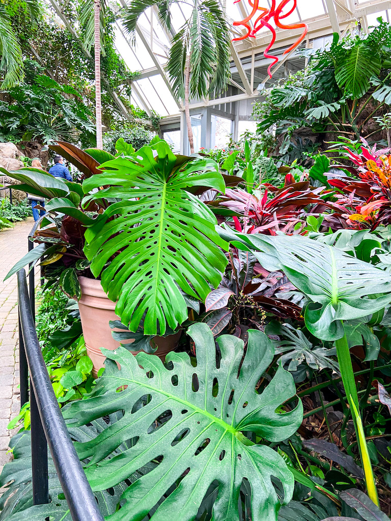 Franklin Park Conservatory's monstera leaves are unmatched