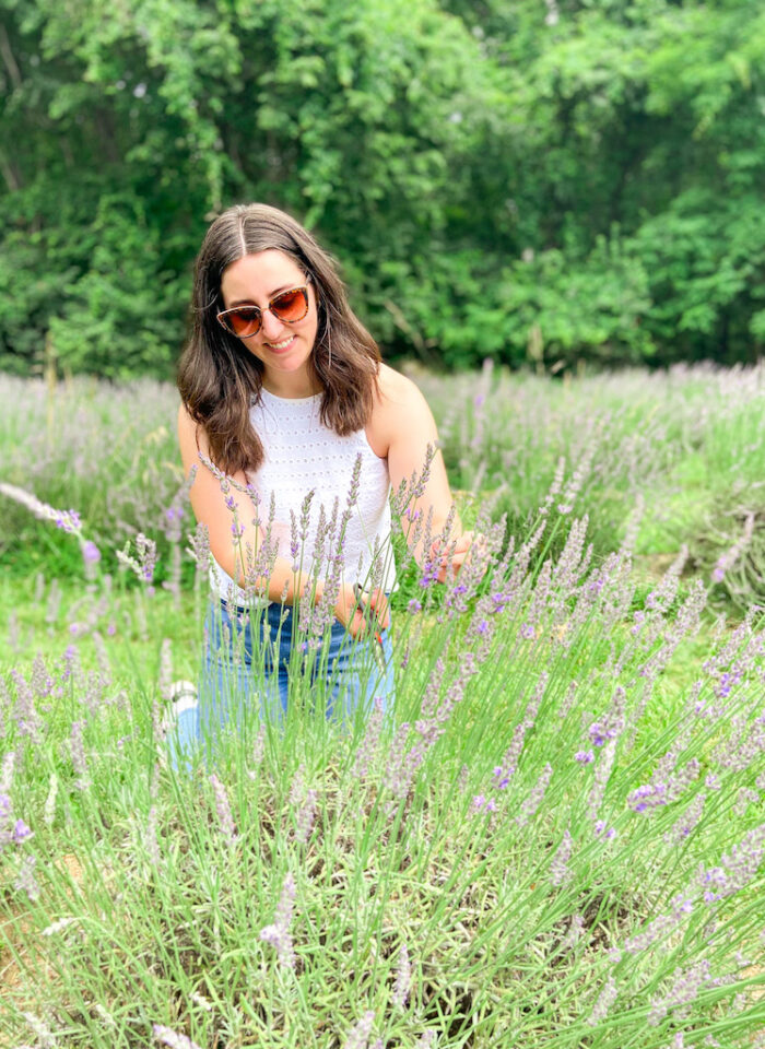 Lavender Picking – Everything You Need to Know