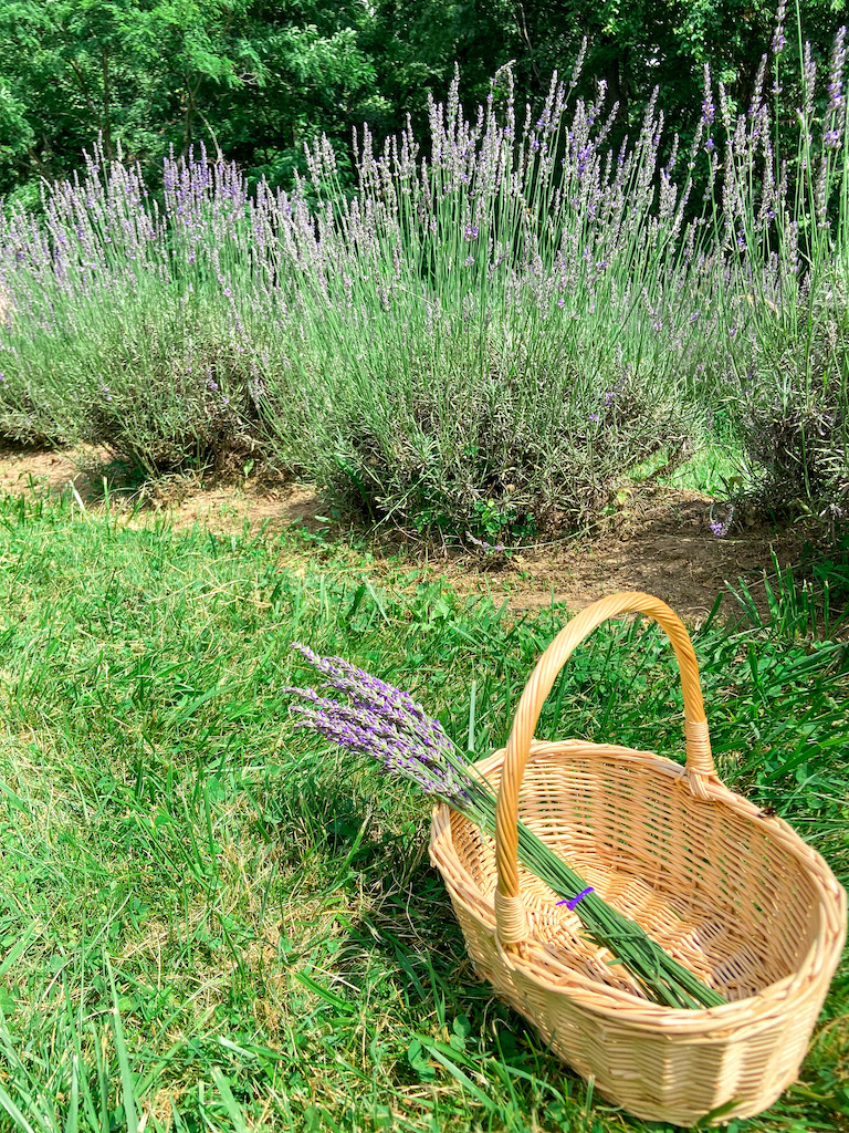 Lavender picking tips & tricks - everything you need to know