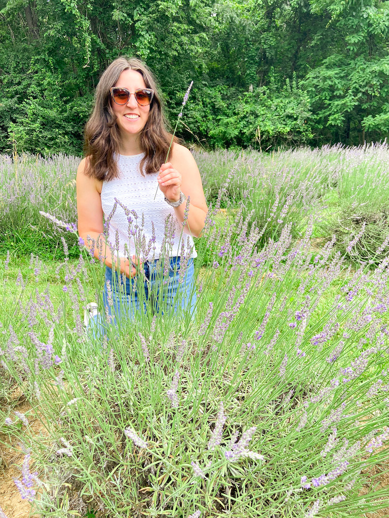 Lavender picking tips & tricks - everything you need to know