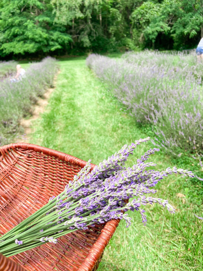 Lavender Picking - Everything You Need to Know ⋆ Kyndal Sowers