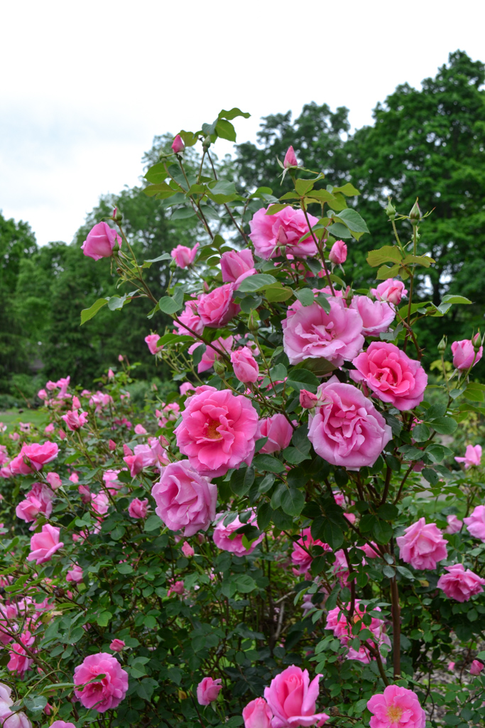 Image description: a pink rose bush in the park of roses.