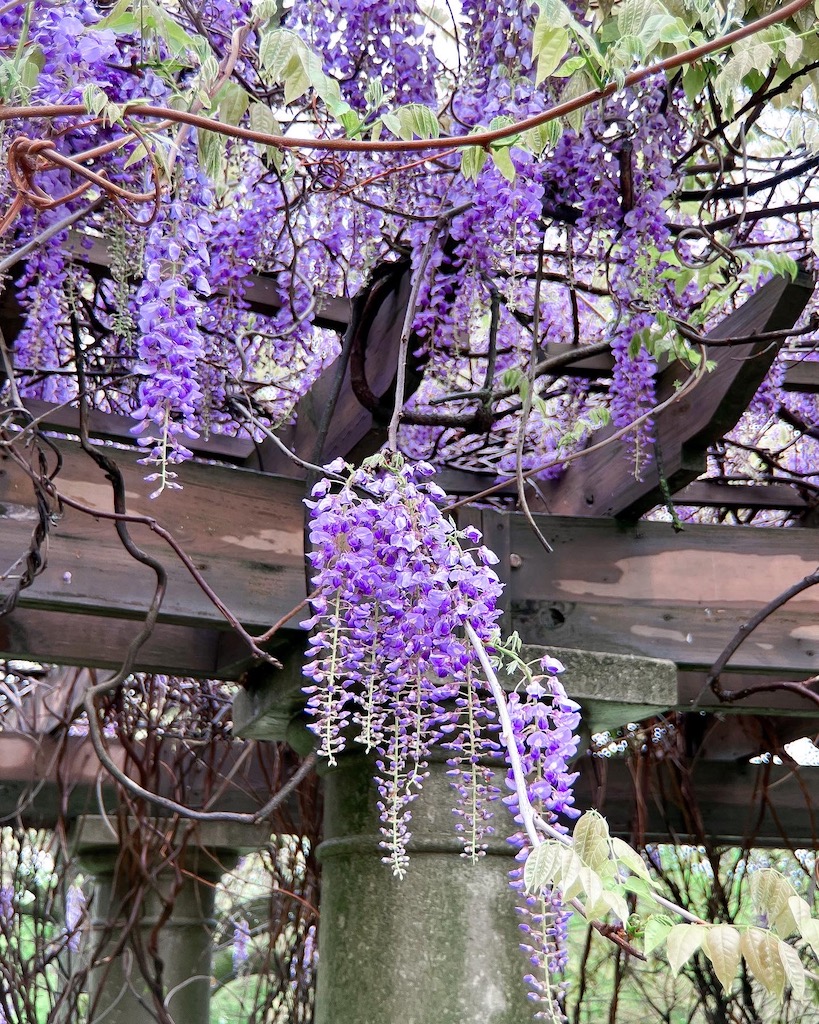 Where to find wisteria - image description: a close up photo of a purple wisteria flower hanging from a wooden trellis.