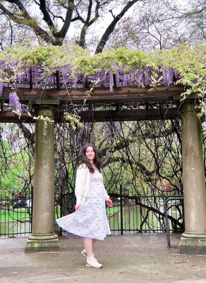 Wisteria Hysteria – the best spots to find wisteria in Columbus