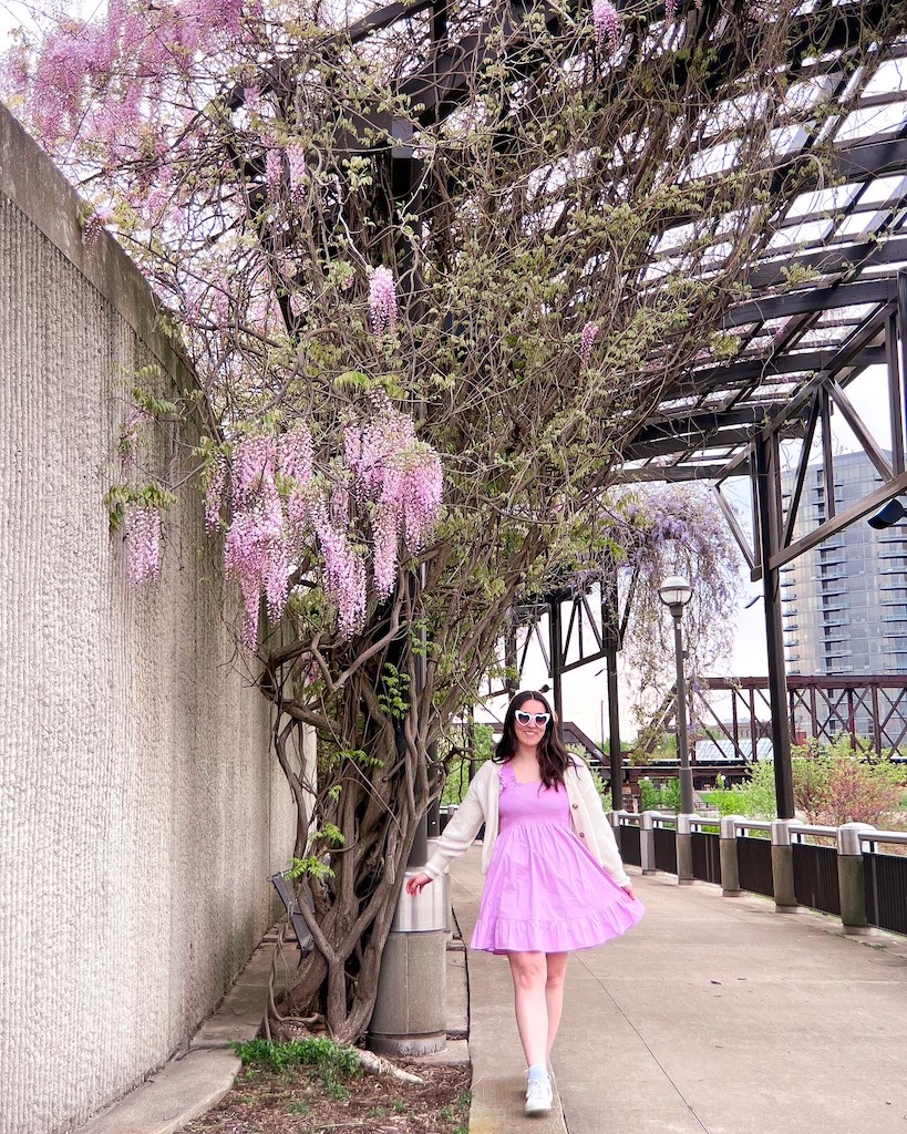Where to find wisteria in Ohio - image description: a white woman is standing in front of wisteria vines with pink flowers which are growing on a trellis above a path.