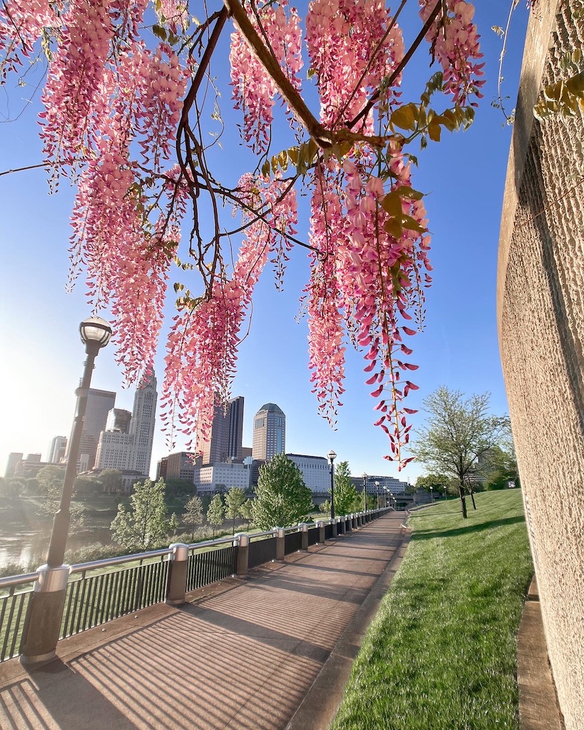 Image description: a photo of the downtown Columbus skyline at sunrise. In front and above is a close view of pink wisteria flowers hanging down in the photo.
